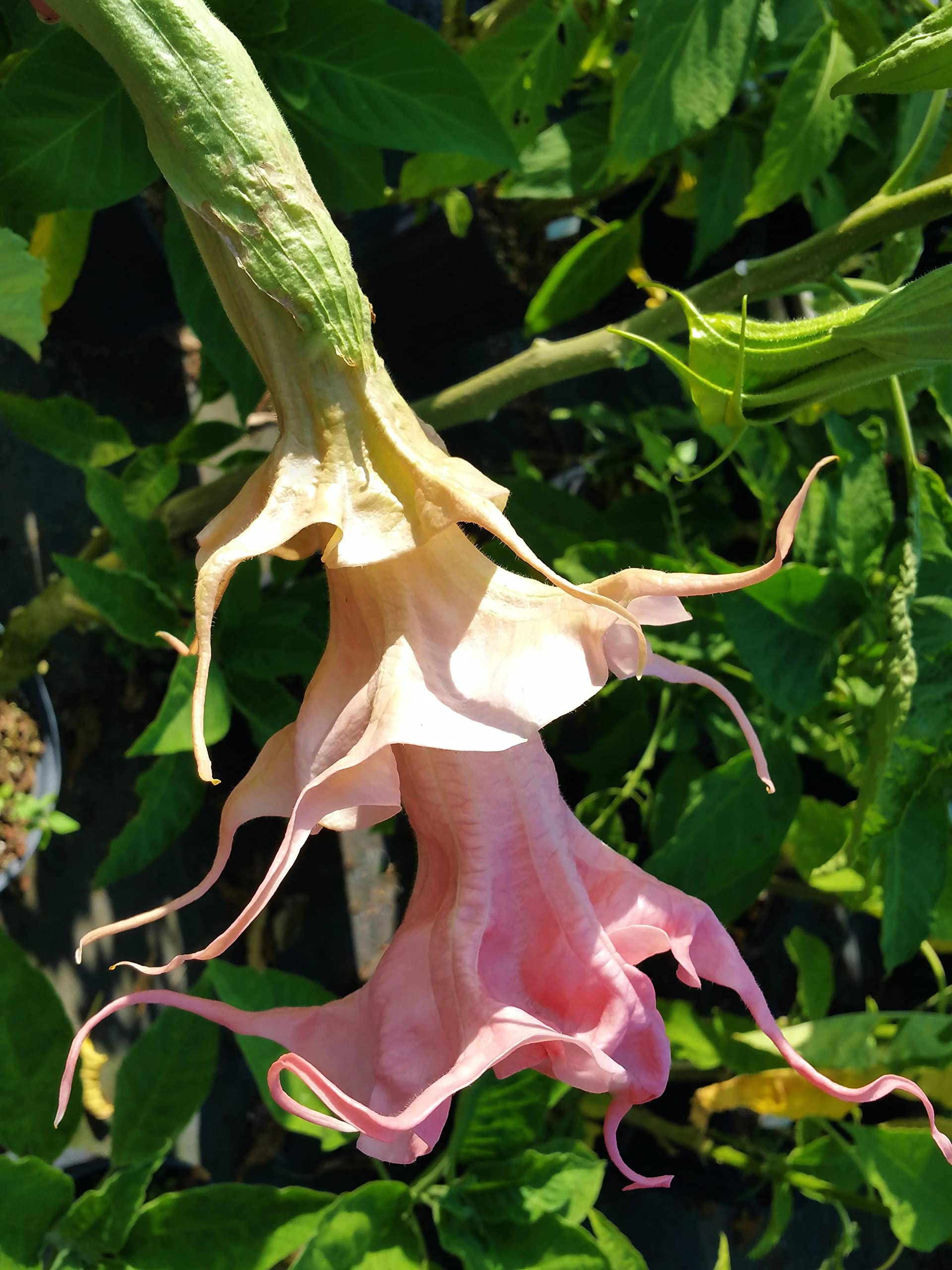 Amazon.com : Dalen's Amour - Brugmansia Hybrid Angels Trumpet